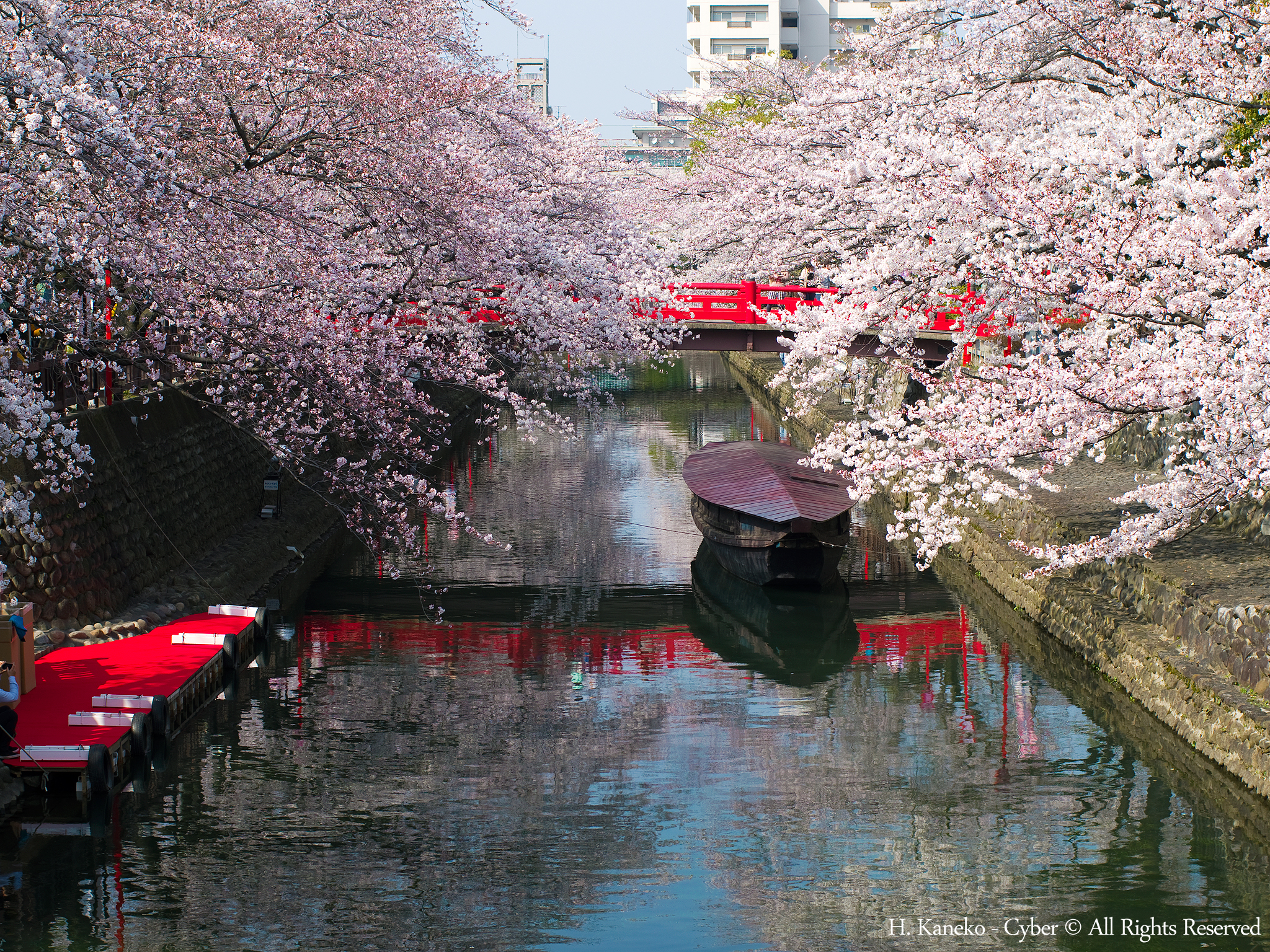 水門川（蓮の花）