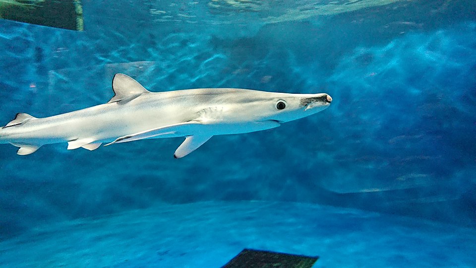 仙台うみの杜水族館