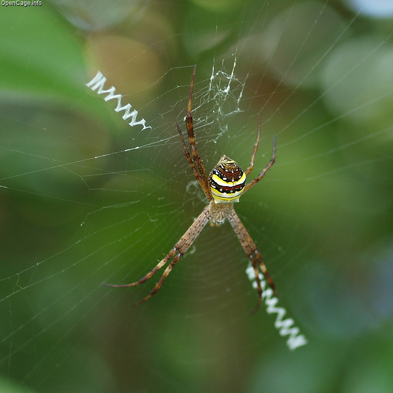 ニジゲンノモリ NARUTO&BORUTO 忍里