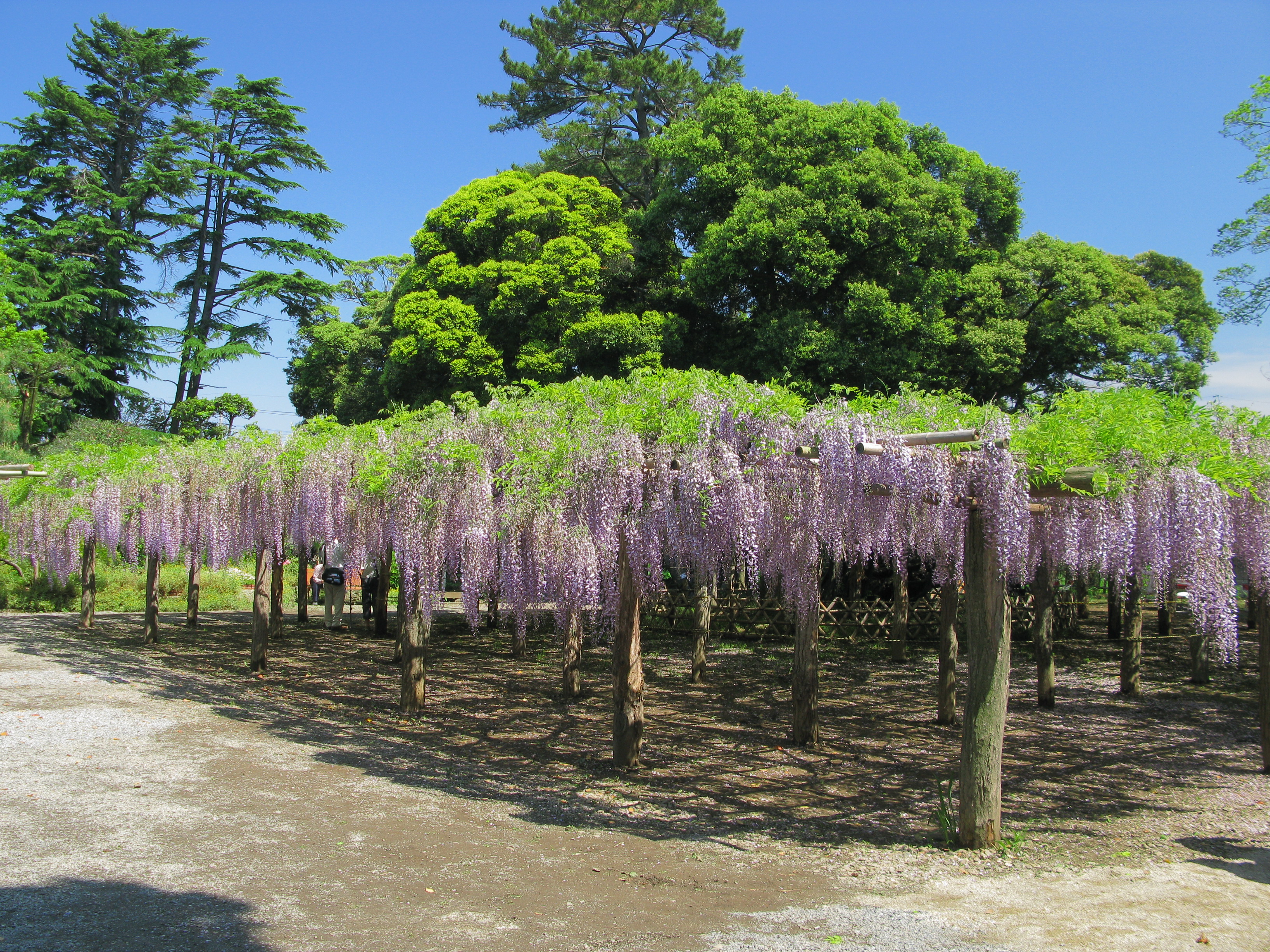 藤花園（牛島の藤）