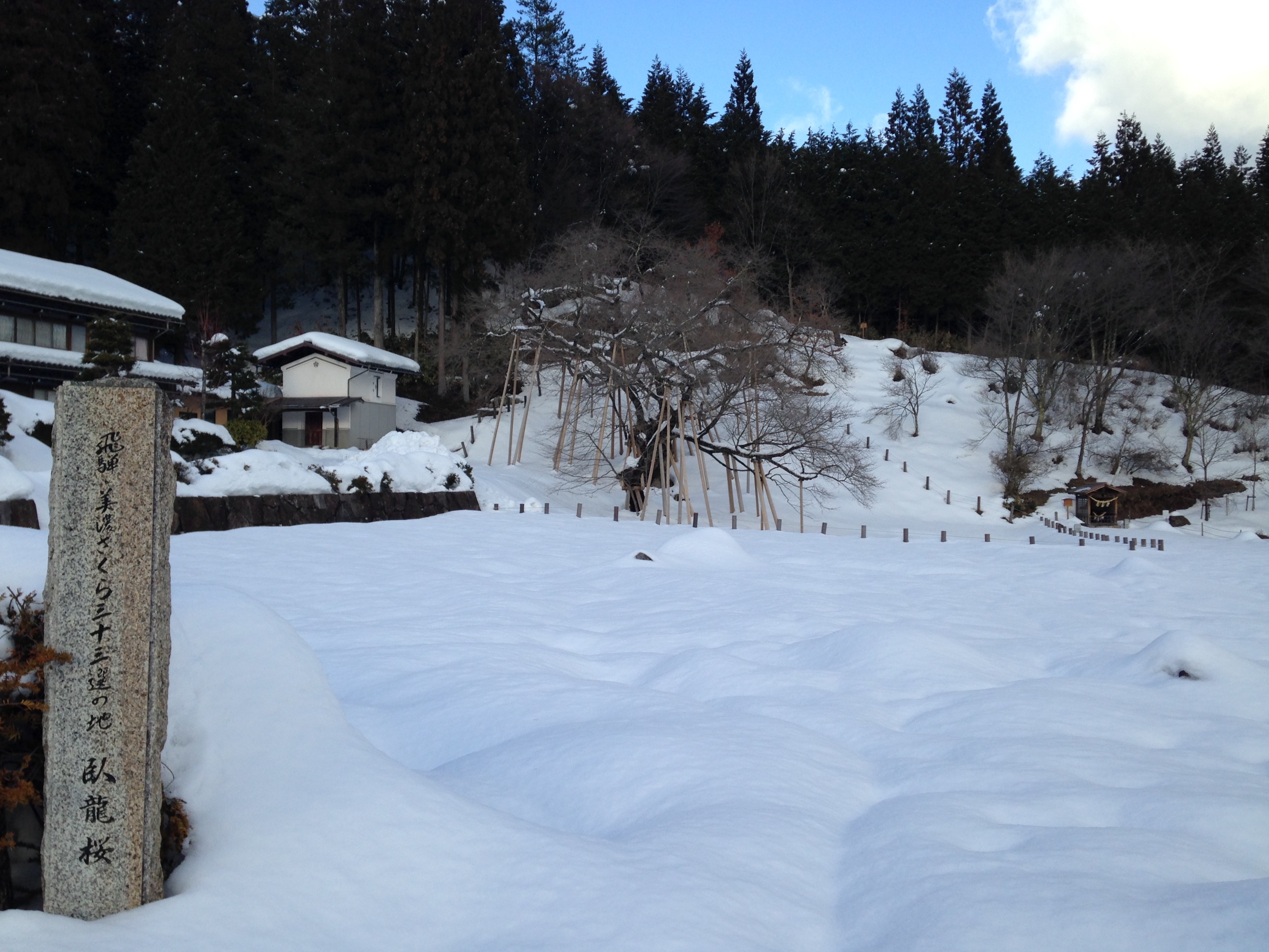 千本桜（臥龍桜）