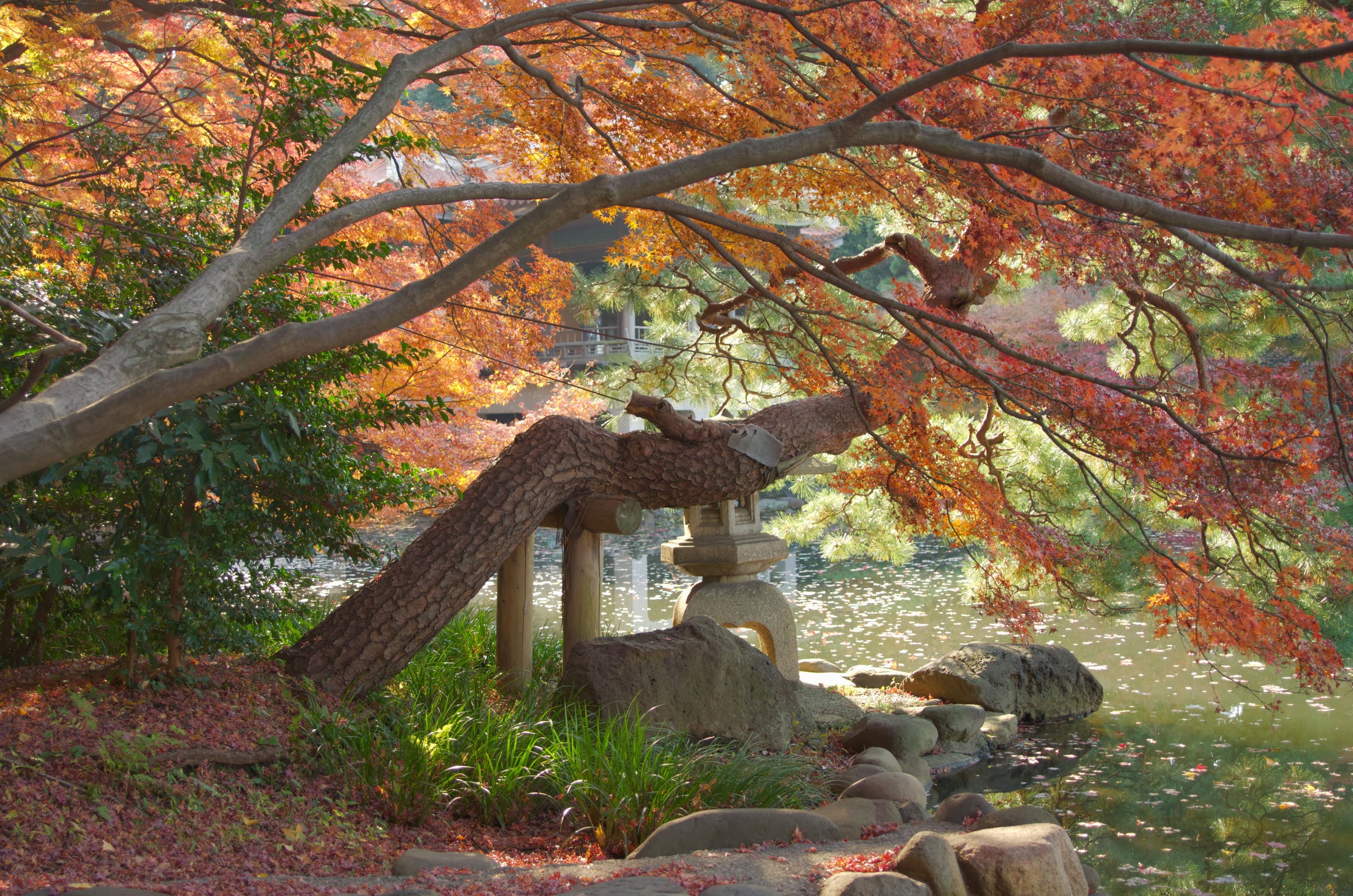 新宿御苑・日本庭園