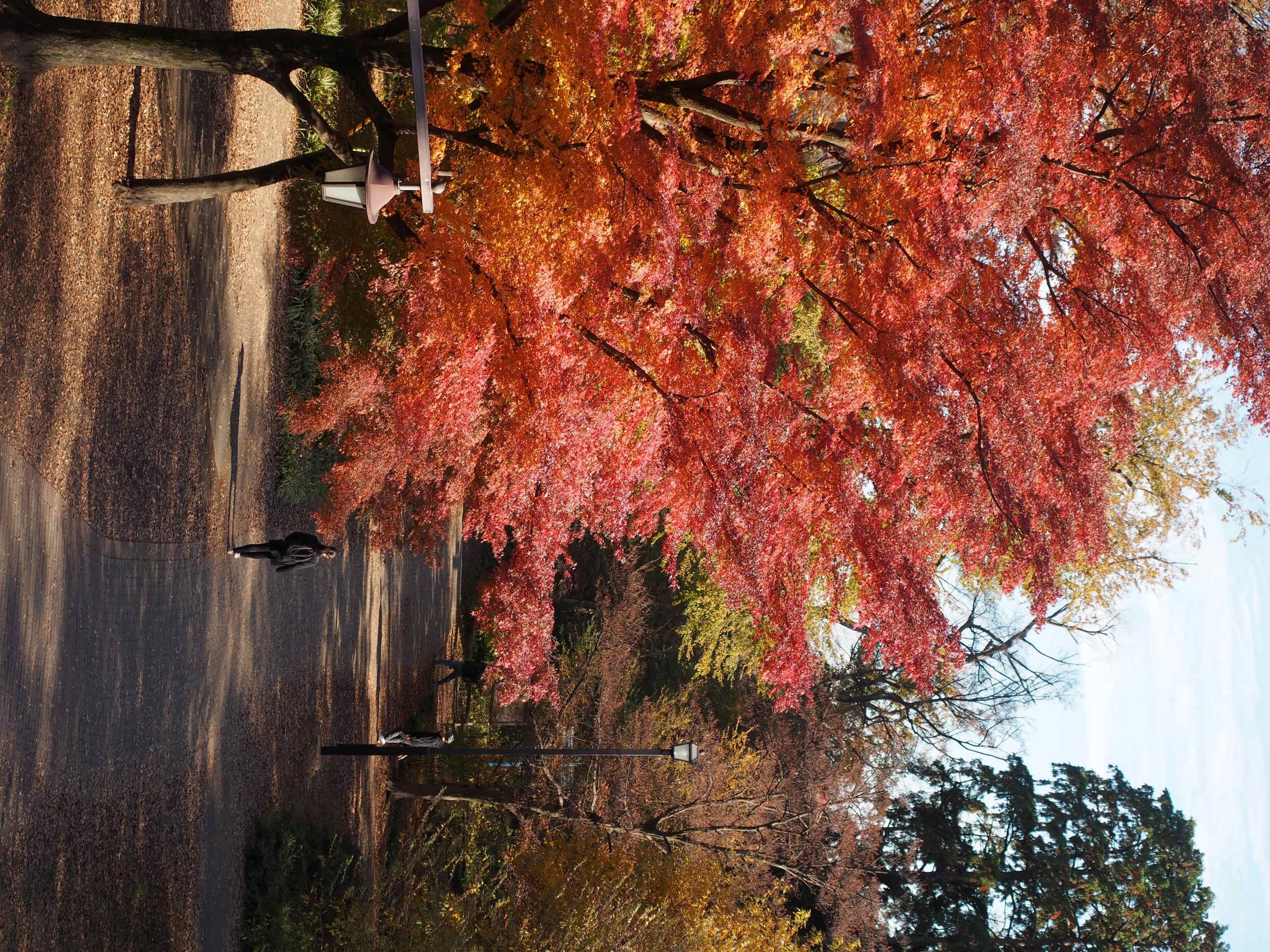 井の頭恩賜公園